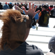 Illustration for article titled Formula 1 Is More Fun In A Horse Mask